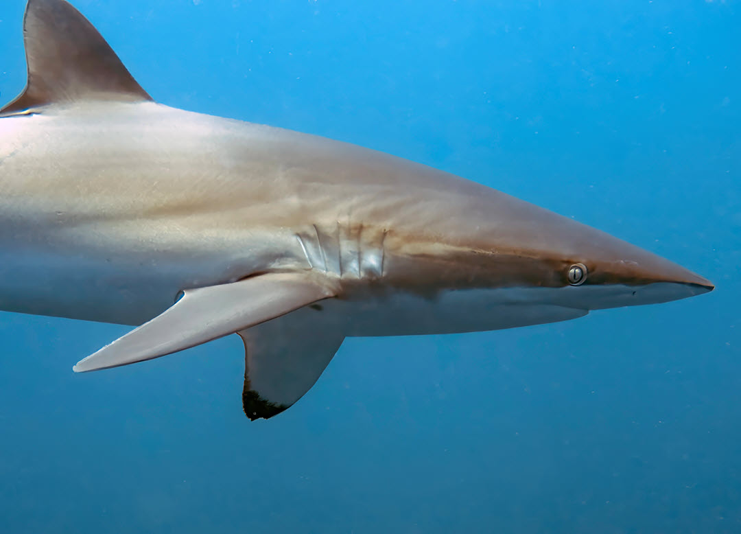 silky shark pacific ocean
