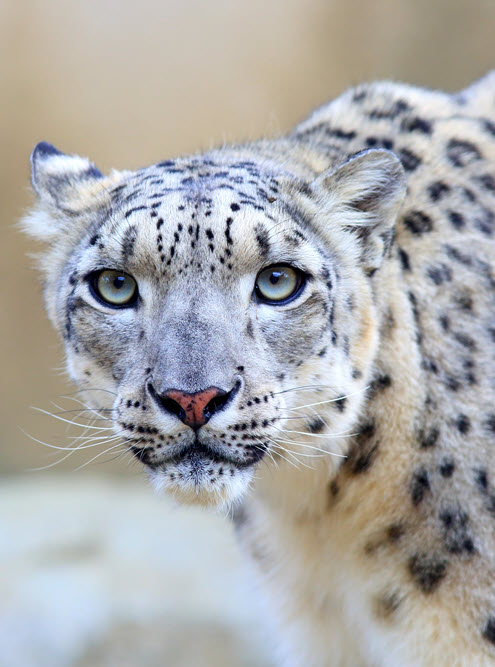 snow leopard - a wild cat photo
