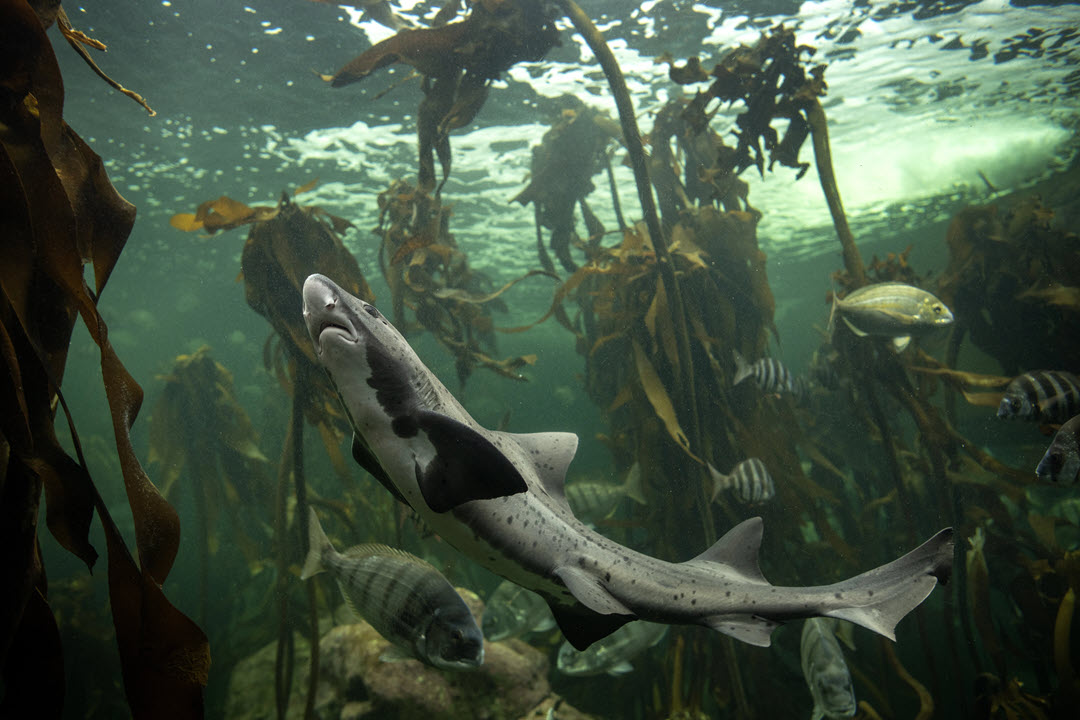 spotted gully shark - sharptooth houndshark