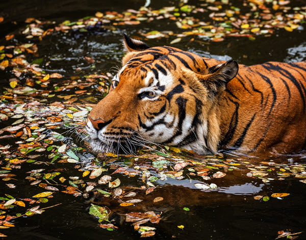 swimming sumatran tiger