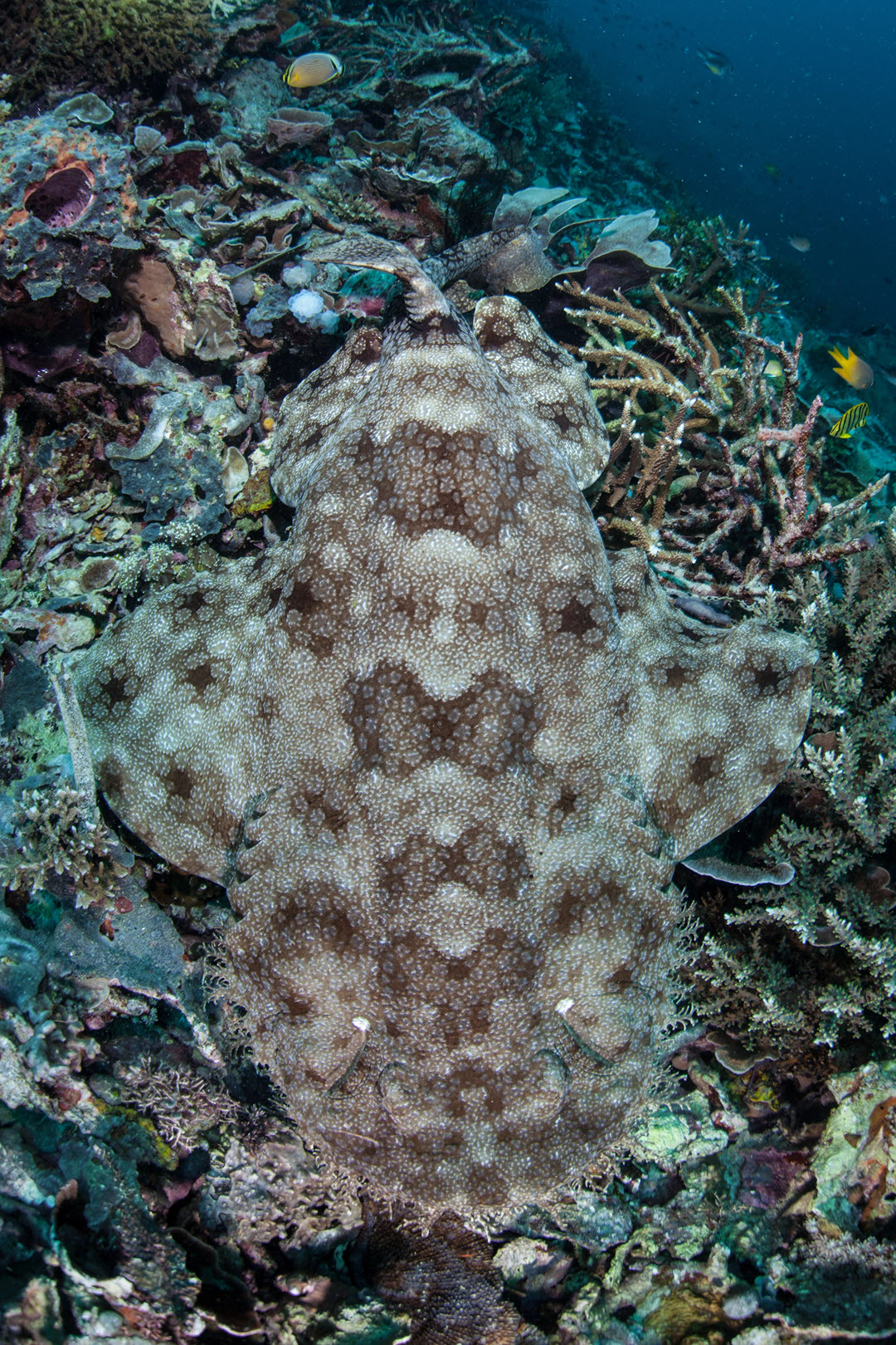 tasseled wobbegong shark