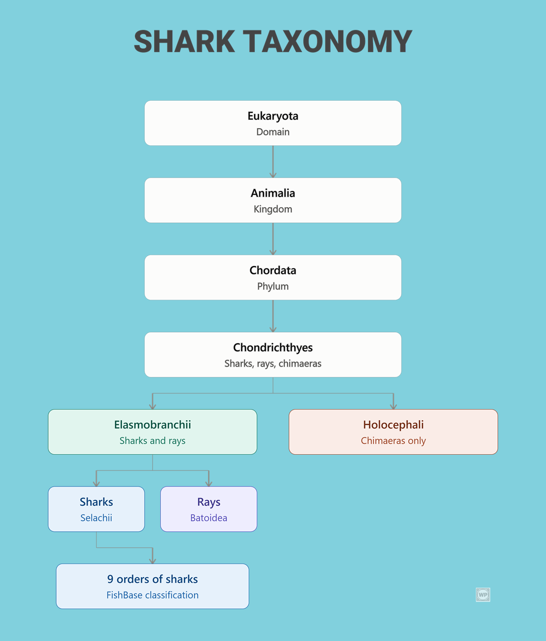 taxonomy - shark