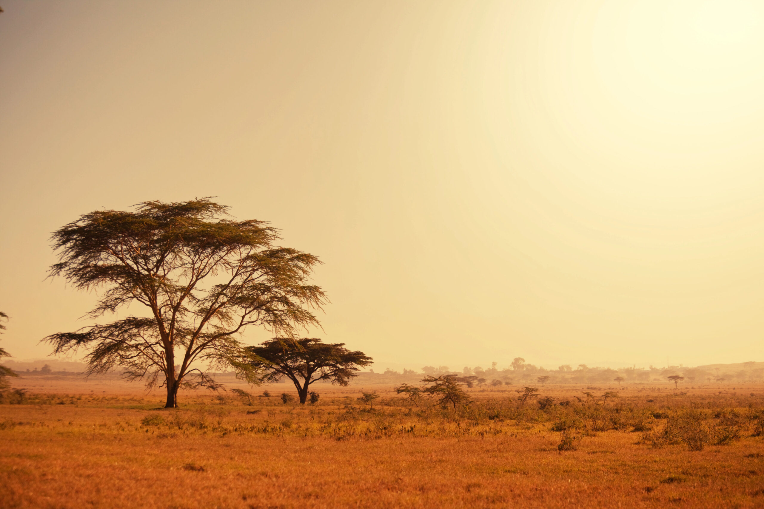the african savanna where wild cats live the african savanna where wild cats live