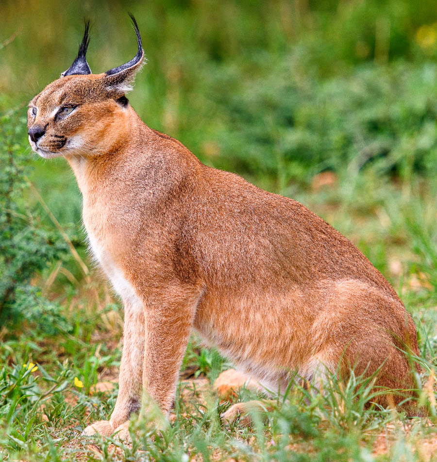 the caracal - a wild cat