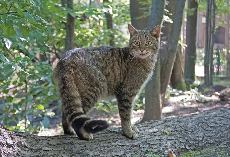 The European wild cat
