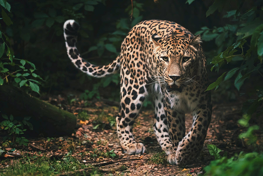 the persian leopard wild cat