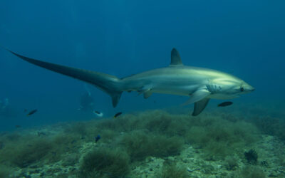 Thresher shark in the Philippines