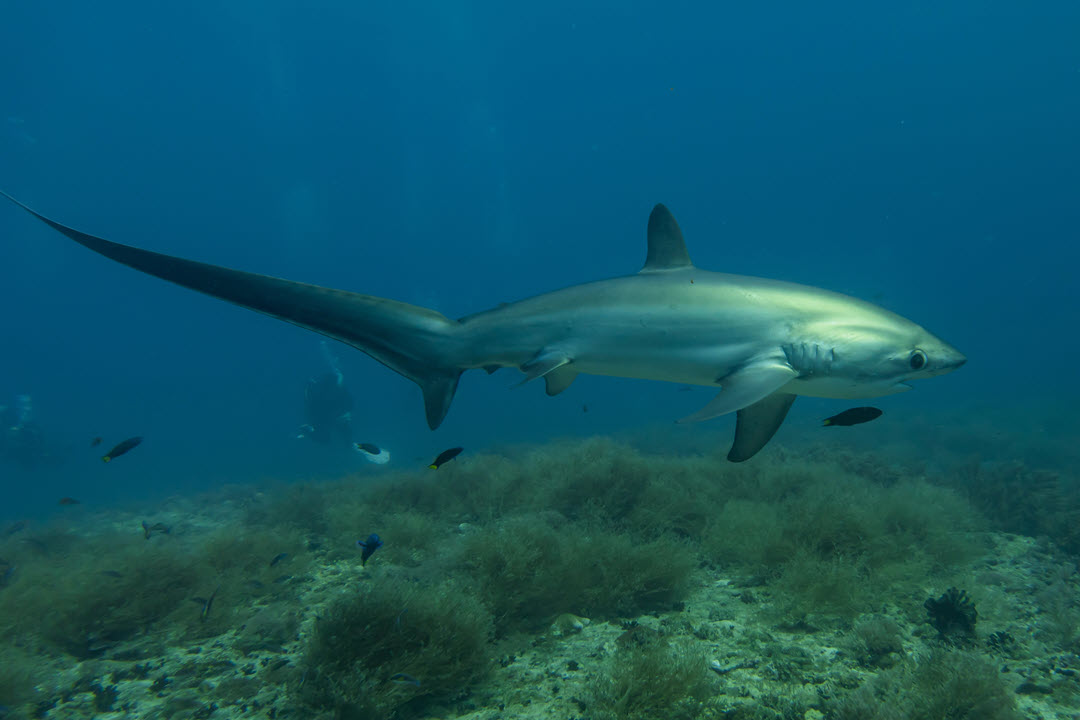 thresher shark in the Philippines