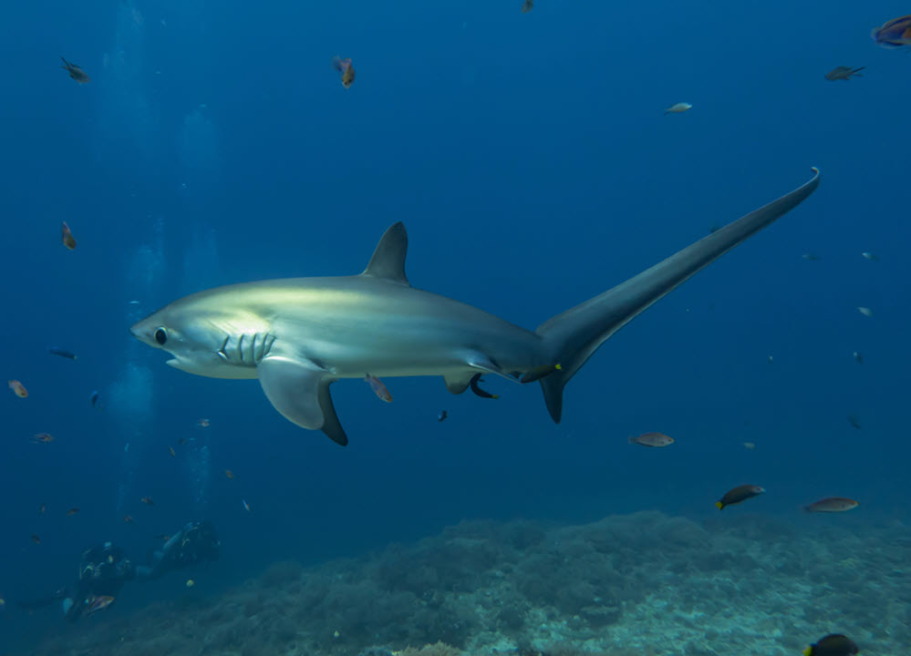 thresher shark ocean