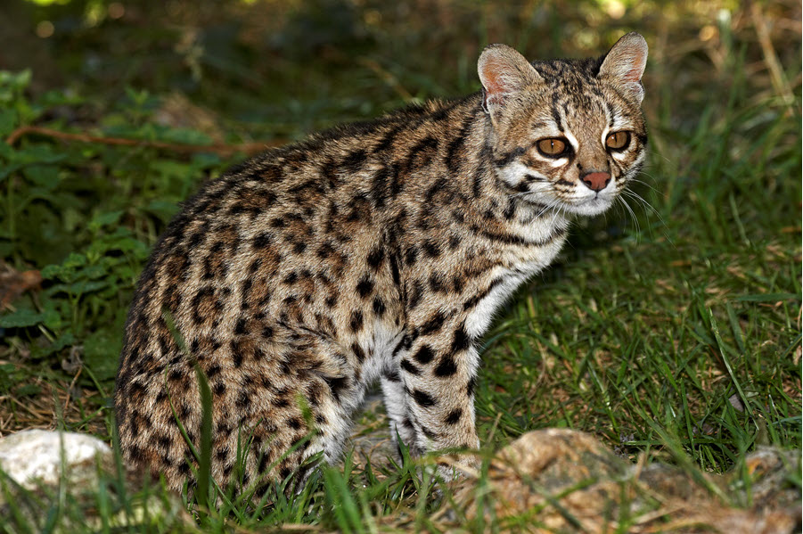 tiger cat - small wild cat
