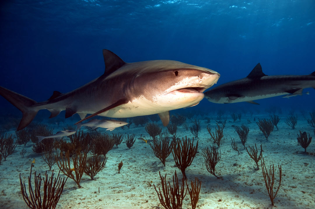 tiger shark bahamas coastal water
