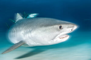 tiger shark in the Bahamas