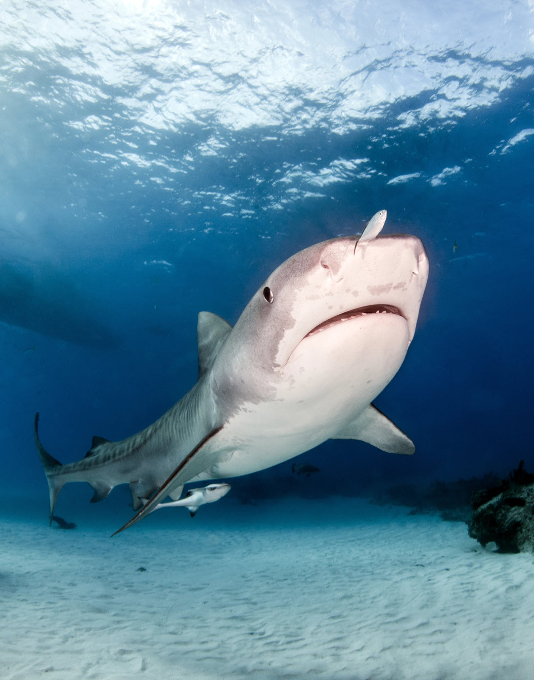 tiger shark ocean bottom