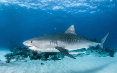 tiger shark ocean swim