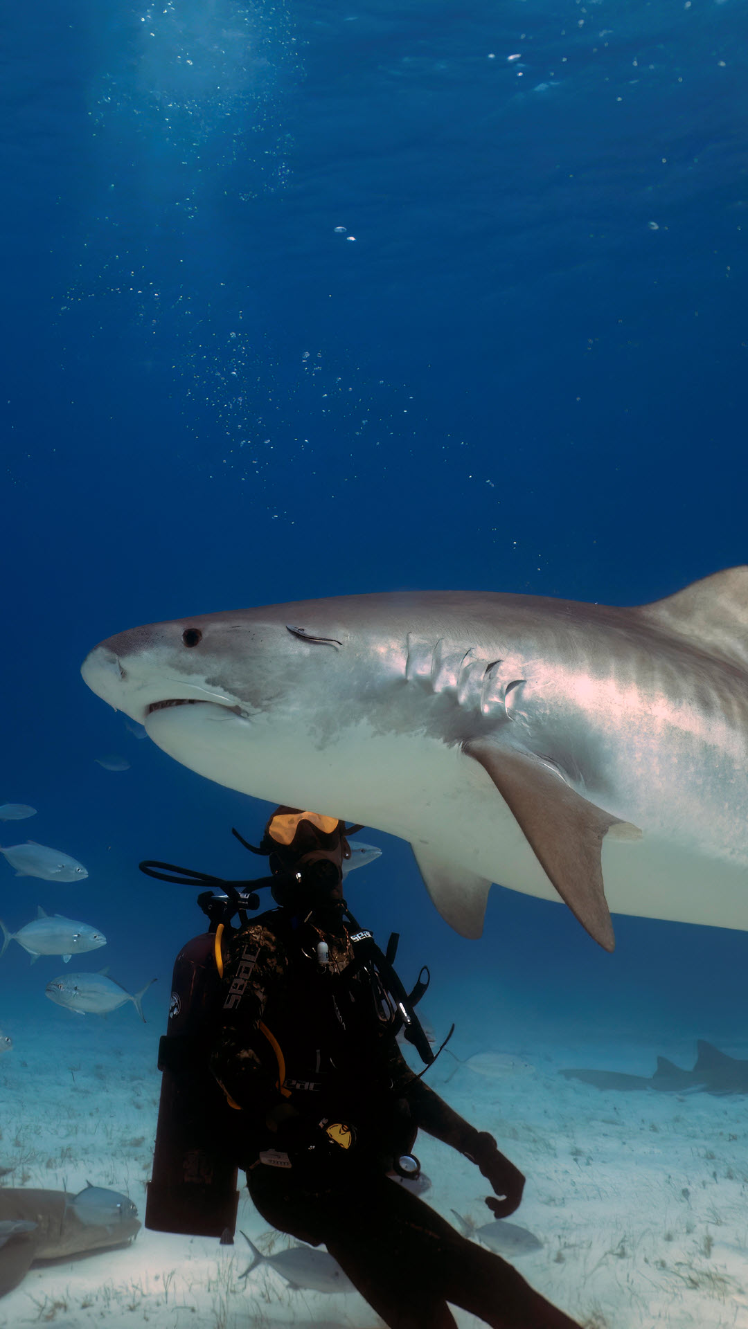 tiger shark with diver ocean