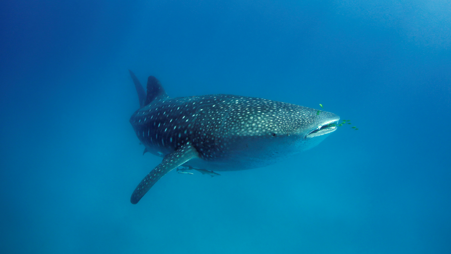 whale shark alone