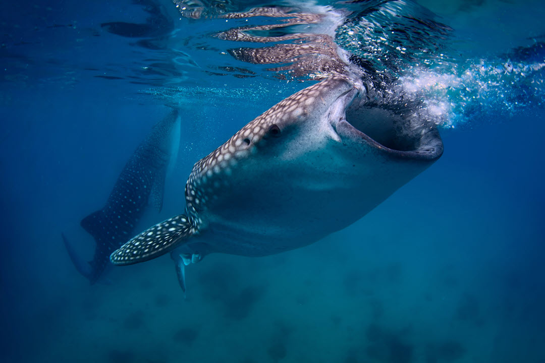 whale shark carpet shark