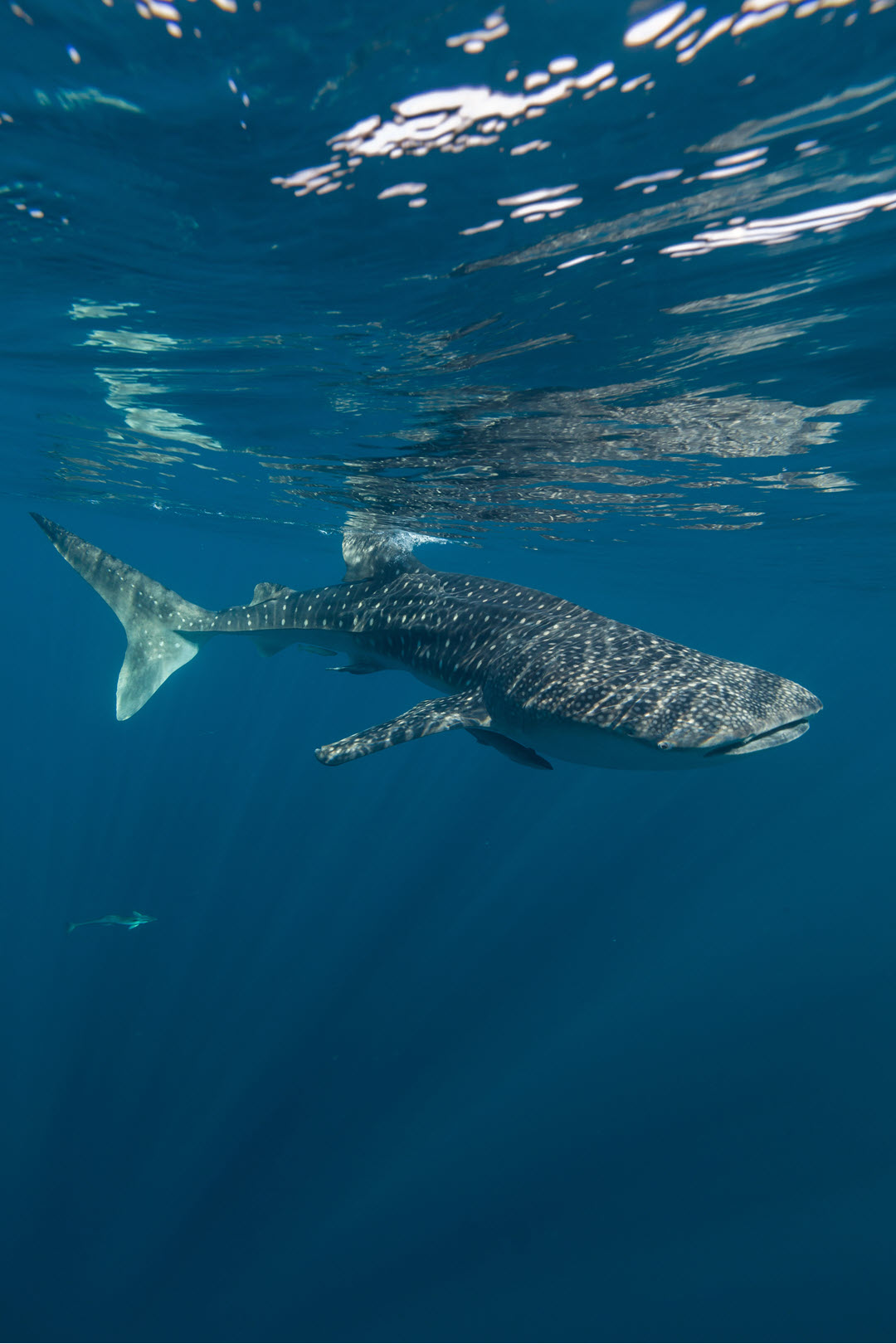 whale shark near surface