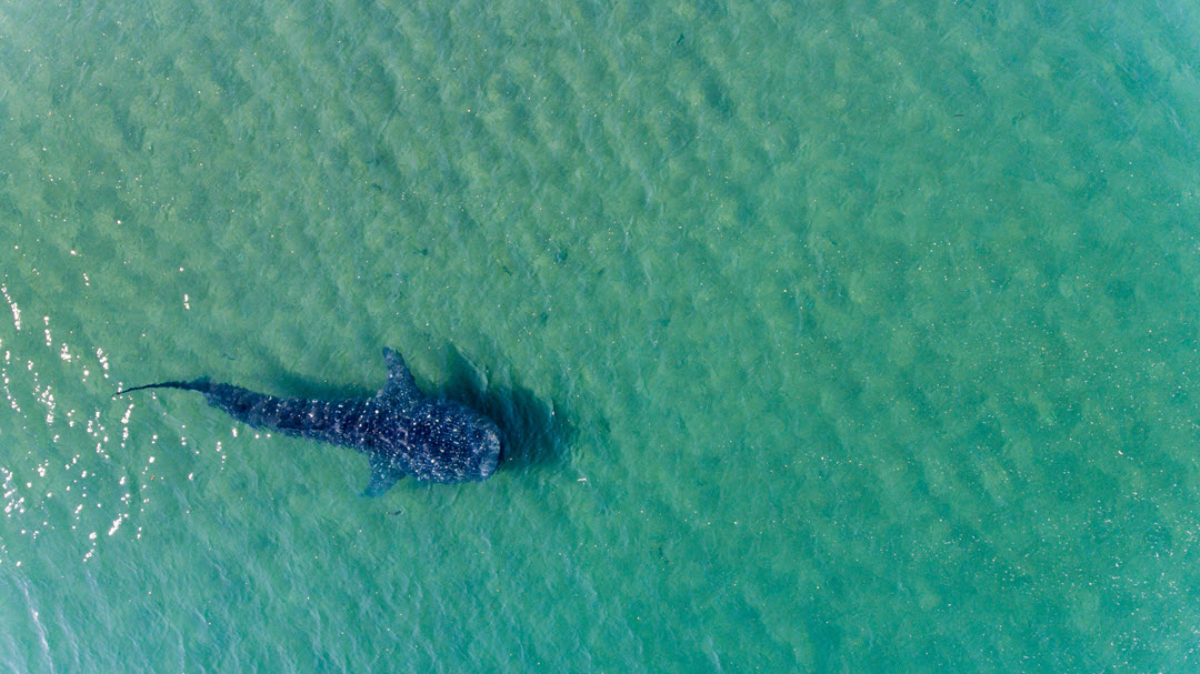 whale shark near the surface