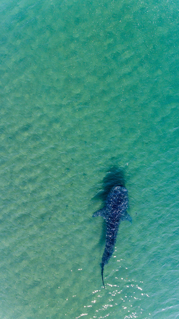 whale shark on the surface