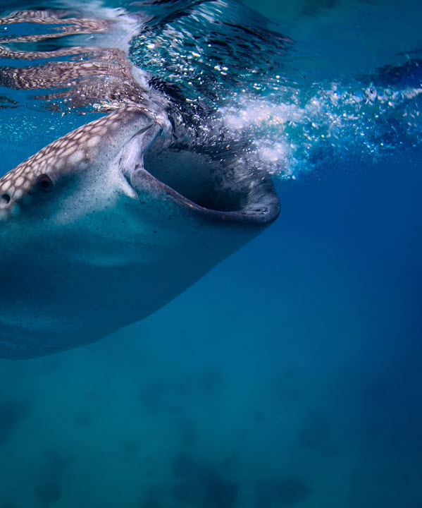 whale shark with mouth open