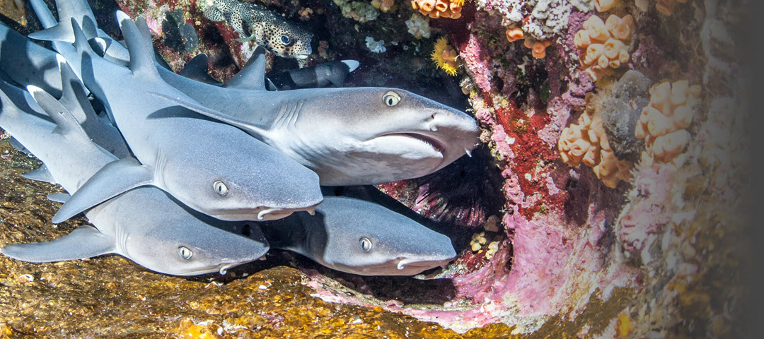 Whitetip baby sharks hiding in rocks