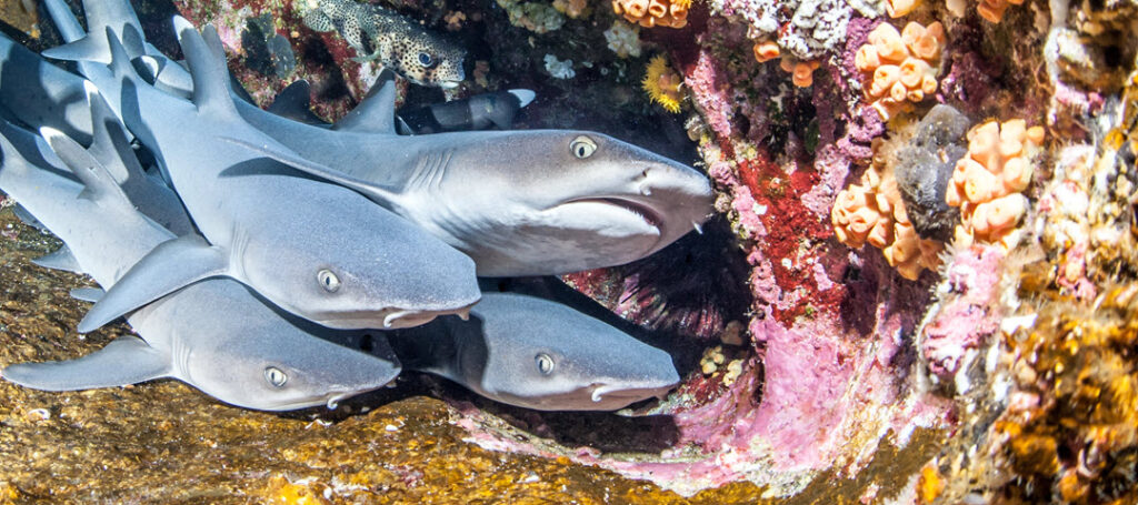 white tip baby sharks group
