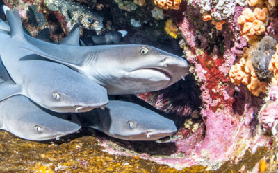 white tip baby sharks group