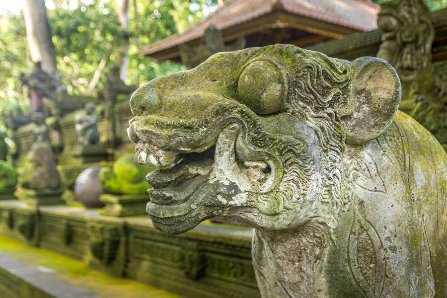 wild cat guardian monkey forest