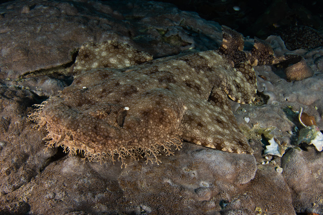 wobbegong carpet shark