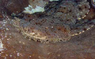 wobbegong shark carpet shark