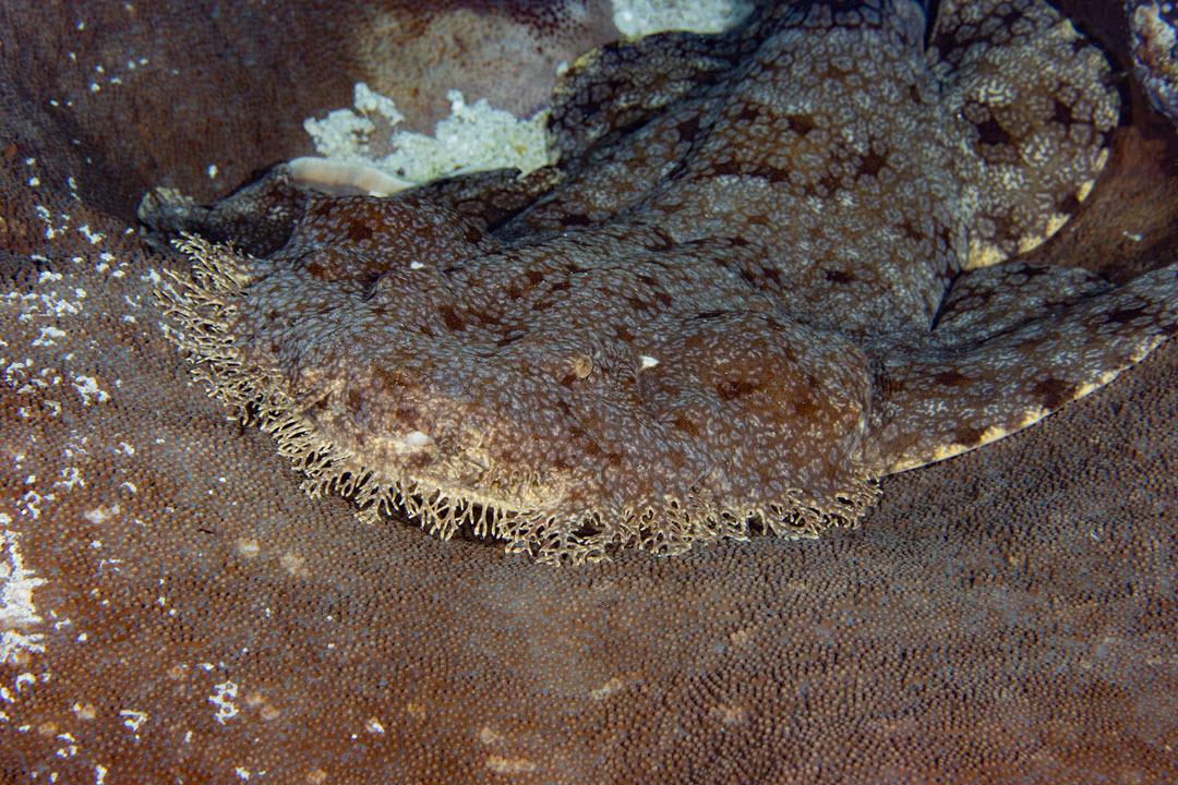 wobbegong shark carpet shark