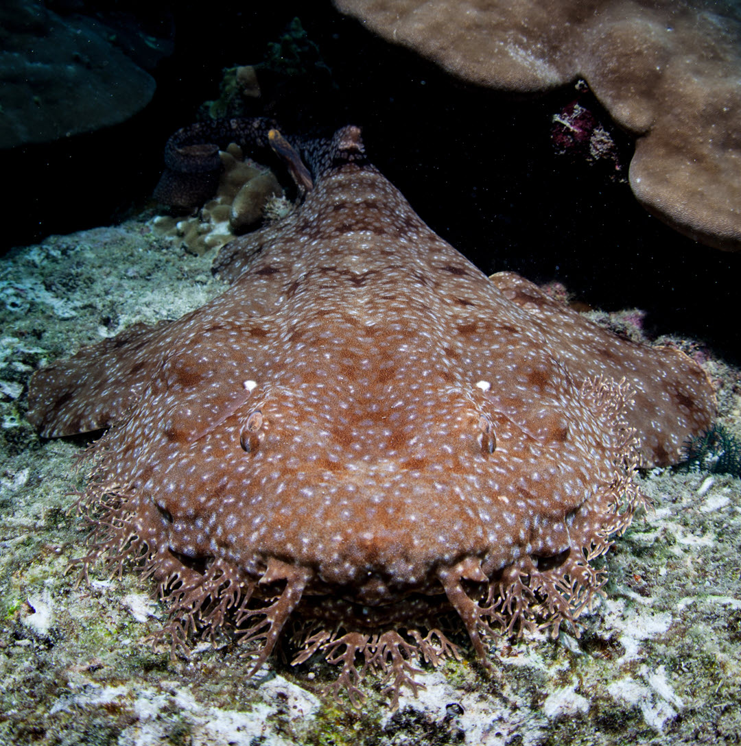 wobbegong shark kids seabed