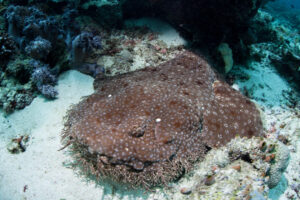 wobbegong shark for kids