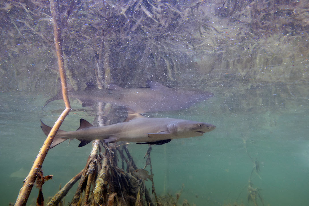 young lemon shark mangrove bahamas
