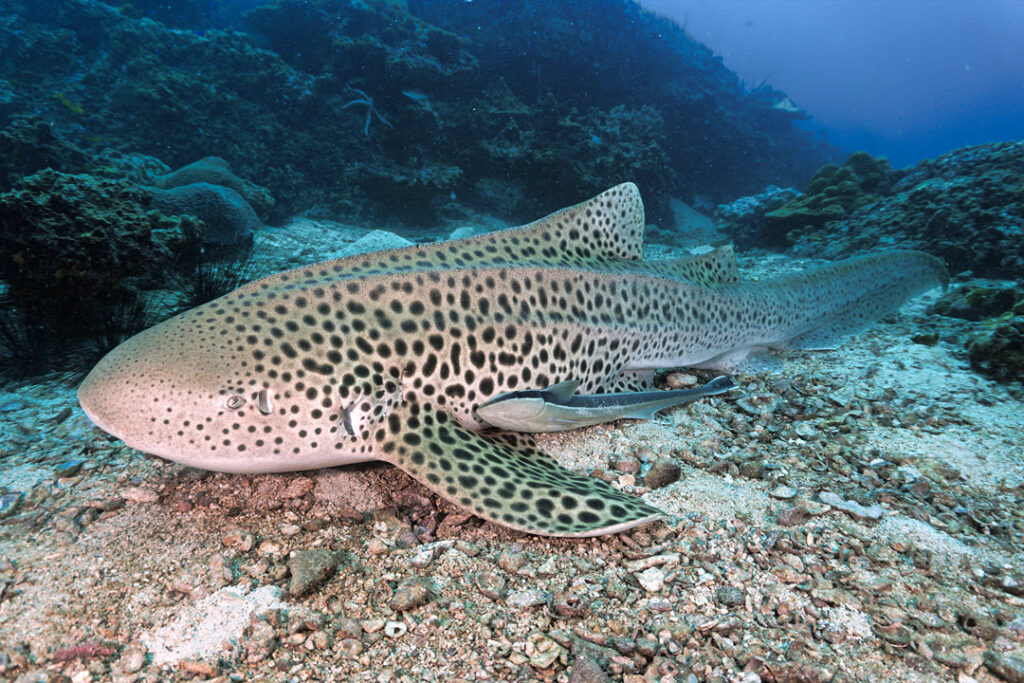 zebra shark coral reef