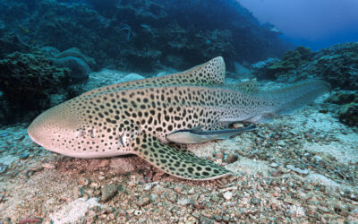 zebra shark coral reef