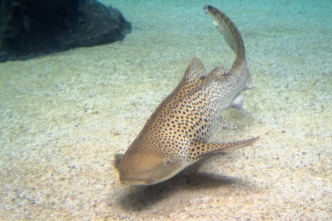 zebra shark is a carpet shark