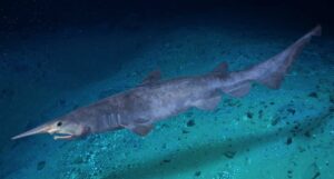 Goblin_shark for kids