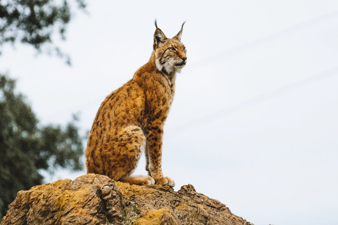 Iberian lynx on a rock