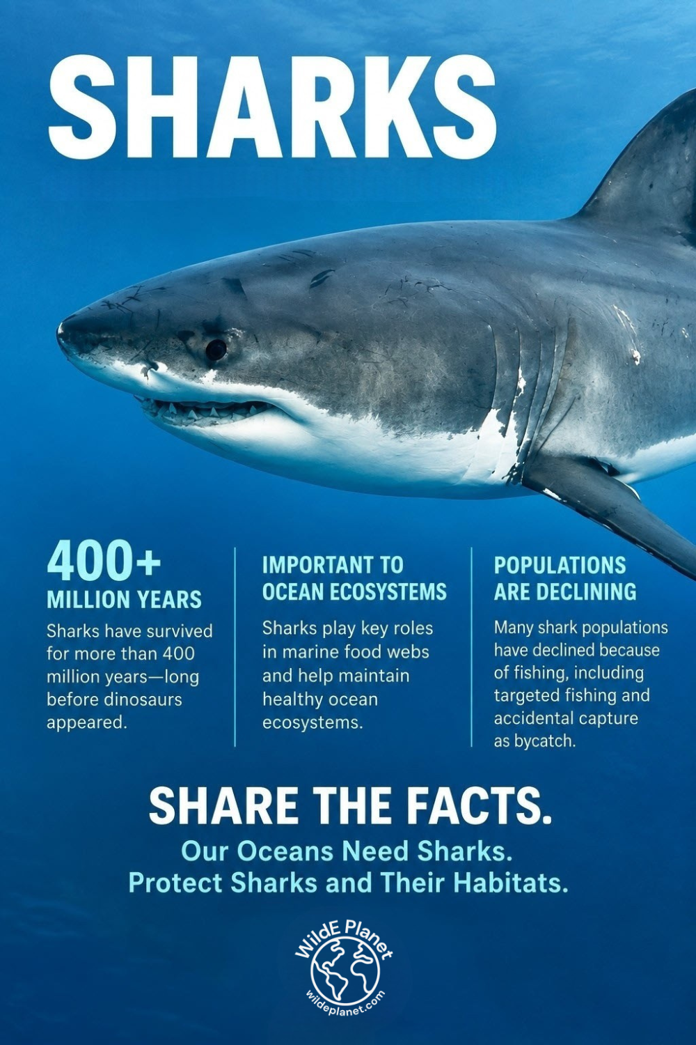 Sharks Oceans Need Pinterest Share