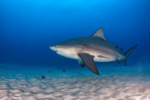 bull sharks for kids
