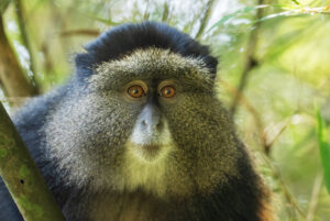 golden monkey in a tree