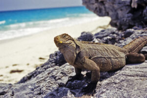 iguana on a beach