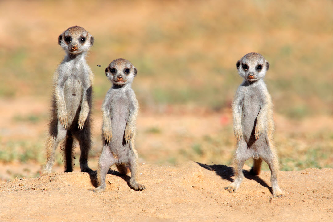 meerkat wild animals meerkat wild animals