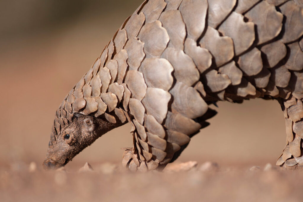 pangolin endangered