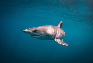 shortfin mako shark kids