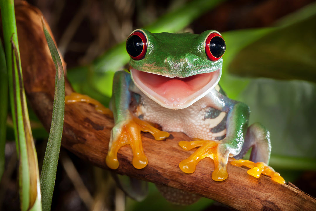 smiling red-eyed tree frog