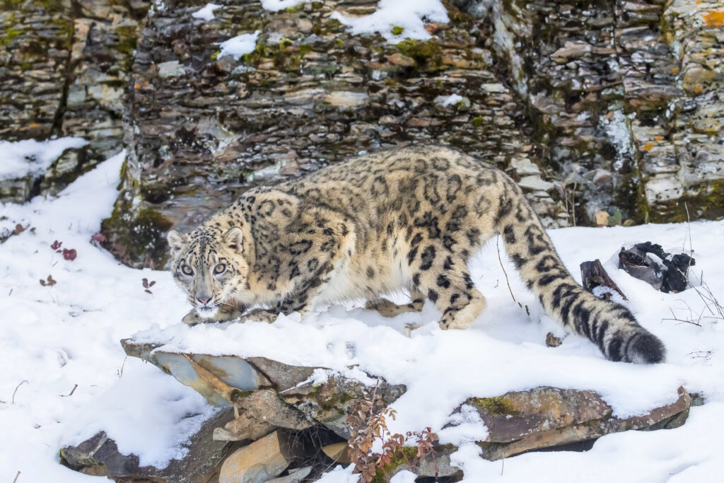 snow leopard in the snow