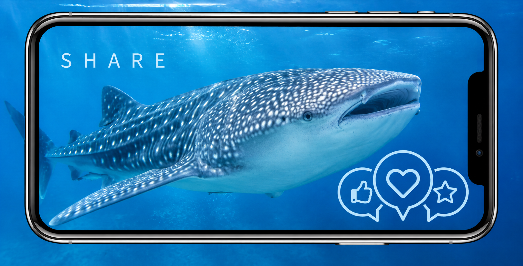 whale shark social share whale shark social share